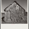 Front of thatched house made of palm leaves near Moore Haven, Florida