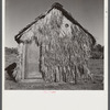 Front of thatched house made of palm leaves near Moore Haven, Florida