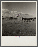 Front of thatched house made of palm leaves near Moore Haven, Florida