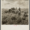 White foreman and helpers in tomato field during lunch hour. Homestead, Florida