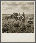 White foreman and helpers in tomato field during lunch hour. Homestead, Florida
