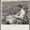 Migrant laborer from Arkansas picking beans. Homestead, Florida