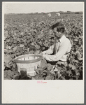 Migrant laborer from Arkansas picking beans. Homestead, Florida