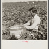 Migrant laborer from Arkansas picking beans. Homestead, Florida