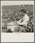 Migrant laborer from Arkansas picking beans. Homestead, Florida