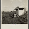 One of the three children of Pennsylvania packing house workers, trying out his new BB gun, a Christmas present. The trailer is homemade, on the edge of a vegetable field, no water or sanitary facilities. Belle Glade, Florida