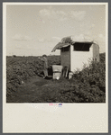 One of the three children of Pennsylvania packing house workers, trying out his new BB gun, a Christmas present. The trailer is homemade, on the edge of a vegetable field, no water or sanitary facilities. Belle Glade, Florida