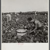 Migrant laborer from Ohio, picking beans. He said "This is some profession for a man isn't it? Freud and Adler should come around here and study living conditions and they'd have a lot more to say about the reasons for human beings' behavior