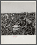 Migrant laborer from Ohio, picking beans. He said "This is some profession for a man isn't it? Freud and Adler should come around here and study living conditions and they'd have a lot more to say about the reasons for human beings' behavior
