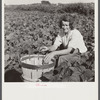 Woman from New Jersey picking beans. Homestead, Florida