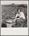 Woman from New Jersey picking beans. Homestead, Florida