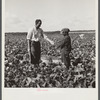 Nine year old Negro boy receiving twenty-cents for hamper of beans he picked for contract farmer. Homestead, Florida