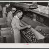 Migrant workers grading tomatoes in the packinghouse. Homestead, Florida