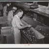 Migrant workers grading tomatoes in the packinghouse. Homestead, Florida