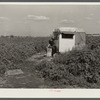 Migrant packinghouse laborer's homemade trailer home. Belle Glade, Florida. They are from Pennsylvania, have two children. Both parents work
