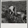 Eleven year old child from Indiana. Said "I'm tired and my back hurts, but my mother keeps yellin at me because I'm so slow. We come down here in October, mostly because my father used to be a barber but didn't have any work and I needed the sun because I was undernourished and had lung trouble. The doctor in school told them to take me away." Her mother yelled at her again "Hurry and stop pokin, you can pick faster than that. Your father says to get a move on." Homestead, Florida