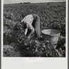 Eleven year old child from Indiana. Said "I'm tired and my back hurts, but my mother keeps yellin at me because I'm so slow. We come down here in October, mostly because my father used to be a barber but didn't have any work and I needed the sun because I was undernourished and had lung trouble. The doctor in school told them to take me away." Her mother yelled at her again "Hurry and stop pokin, you can pick faster than that. Your father says to get a move on." Homestead, Florida