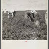 Negroes picking tomatoes. Homestead, Florida