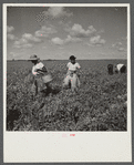 Black people picking tomatoes. Homestead, Florida