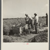 Dumping newly-picked crates of tomatoes to be hauled away by truck. Homestead, Florida