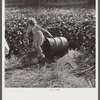 Child of packinghouse worker's (from Tennessee) getting water from filthy canal. Drinking water must be hauled from packinghouse. Belle Glade, Florida