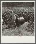 Child of packinghouse worker's (from Tennessee) getting water from filthy canal. Drinking water must be hauled from packinghouse. Belle Glade, Florida