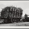Sugarcane being hauled from the fields to railroad cars for transportation to USSC (United States Sugar Corporation) mill. Near Clewiston, Florida