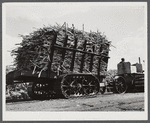 Sugarcane being hauled from the fields to railroad cars for transportation to USSC (United States Sugar Corporation) mill. Near Clewiston, Florida