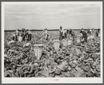 Cutting cabbages; some migrant labor. Near Lake Harbor, Florida