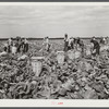 Cutting cabbages; some migrant labor. Near Lake Harbor, Florida