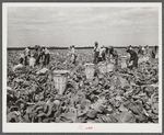 Cutting cabbages; some migrant labor. Near Lake Harbor, Florida