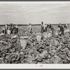 Cutting cabbages; some migrant labor. Near Lake Harbor, Florida