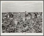 Cutting cabbages; some migrant labor. Near Lake Harbor, Florida