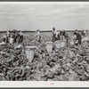 Cutting cabbages; some migrant labor. Near Lake Harbor, Florida