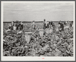 Cutting cabbages; some migrant labor. Near Lake Harbor, Florida