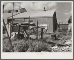 Migrant vegetable pickers and packinghouse workers. The scramble for that rare commodity--work. The trailer is next to the packinghouse door so that its occupants may be the first. Belle Glade, Florida