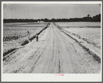 One of the county-constructed roads, eleven miles, without cost to the government, through Flint River Farms, Georgia