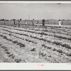 School garden, produced by NYA (National Youth Administration) girls, with the help and guidance of Mr. Ellis Whitaker, vocational director and principal of school. Flint River Farms, Georgia