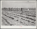 School garden, produced by NYA (National Youth Administration) girls, with the help and guidance of Mr. Ellis Whitaker, vocational director and principal of school. Flint River Farms, Georgia