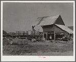 Barrels of pine sap brought to turpentine still. Iron City, Alabama