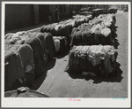 Burst bales of cotton on street near warehouse in Montgomery, Alabama