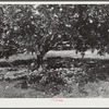 Heavy yield of grapefruit with excess fruit on ground. Near Lakeland, Florida