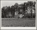 Jesse Sutton's house in the pines with garden in foreground. Flint River Farms, Georgia
