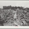 Rehabilitation client Pauline Clyburn, Manning, Clarendon County, South Carolina, topping tobacco