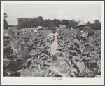 Rehabilitation client Pauline Clyburn, Manning, Clarendon County, South Carolina, topping tobacco