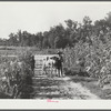 Rehabilitation client Pauline Clyburn, Manning, Clarendon County, South Carolina, bringing in cow