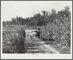 Rehabilitation client Pauline Clyburn, Manning, Clarendon County, South Carolina, bringing in cow