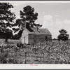 Negro church near Manning, South Carolina