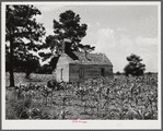 Negro church near Manning, South Carolina