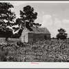 Negro church near Manning, South Carolina